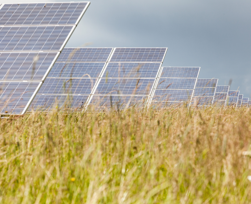 Solar panels in the background, with long grass blowing in the wind in the foreground