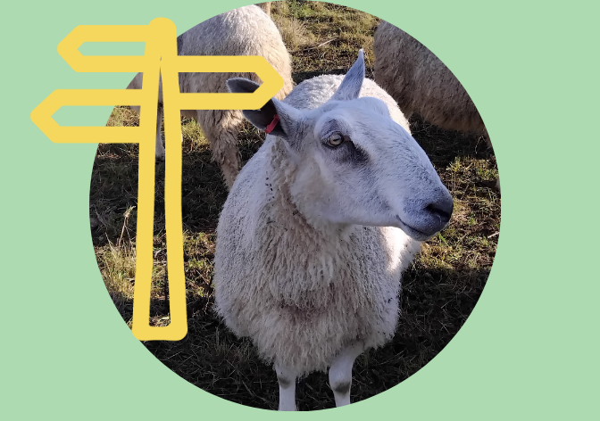 Sheep